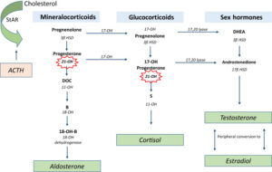 cortisol pathway